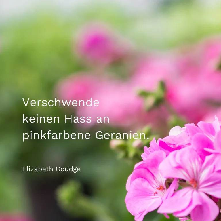 Spruchkarte: Verschwende keinen Hass an pinkfarbene Geranien